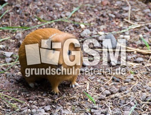 Meerschweinchen (3 von 3).jpg